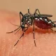 Mosquito transmiszor 80x80